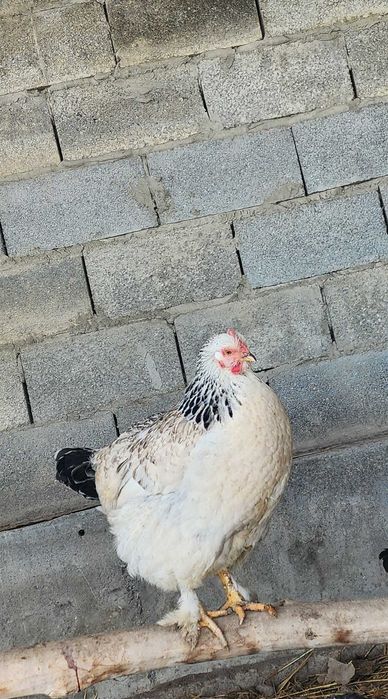 Брама товук, маки сотилади