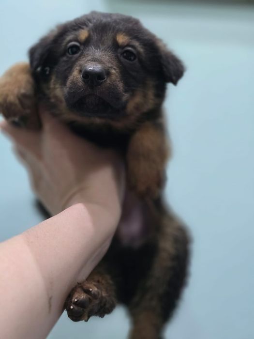 Немецкая овчарка (щенки девочки)