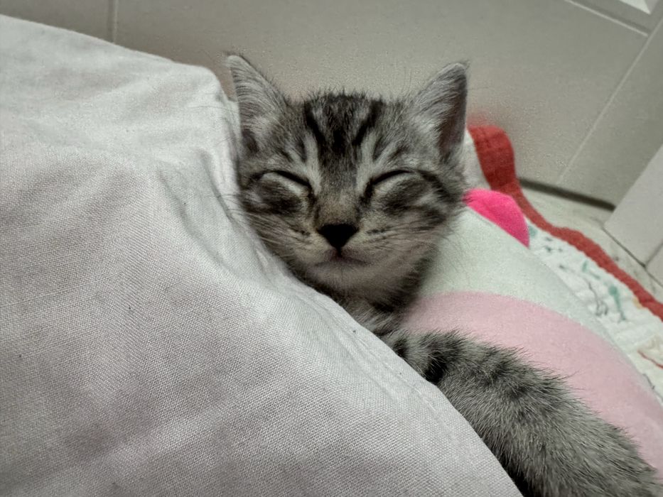 Продаю в связи с аллергией у ребенка