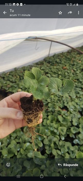 Stoloni capsuni 4 ron