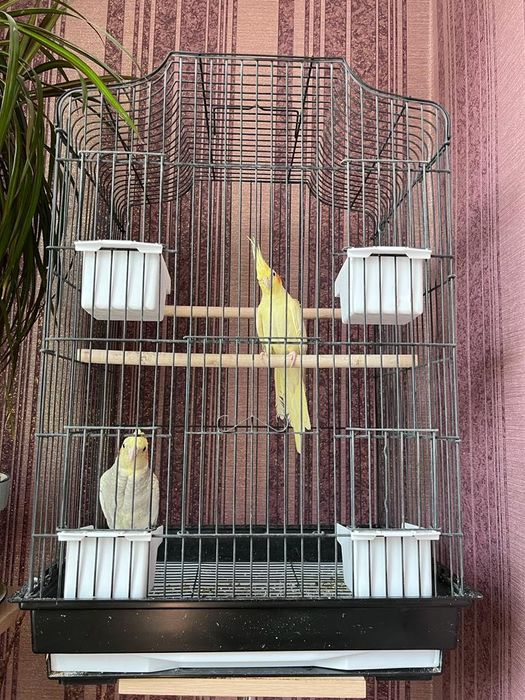 Домашний две попугай друзя