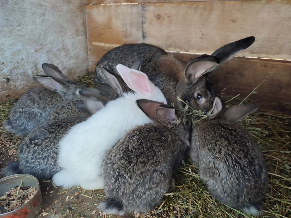 Vând iepurași mai multe rase