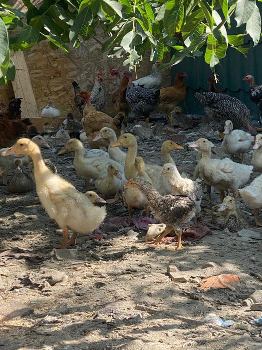 Puicuțe,cocosi tineret 3 luni