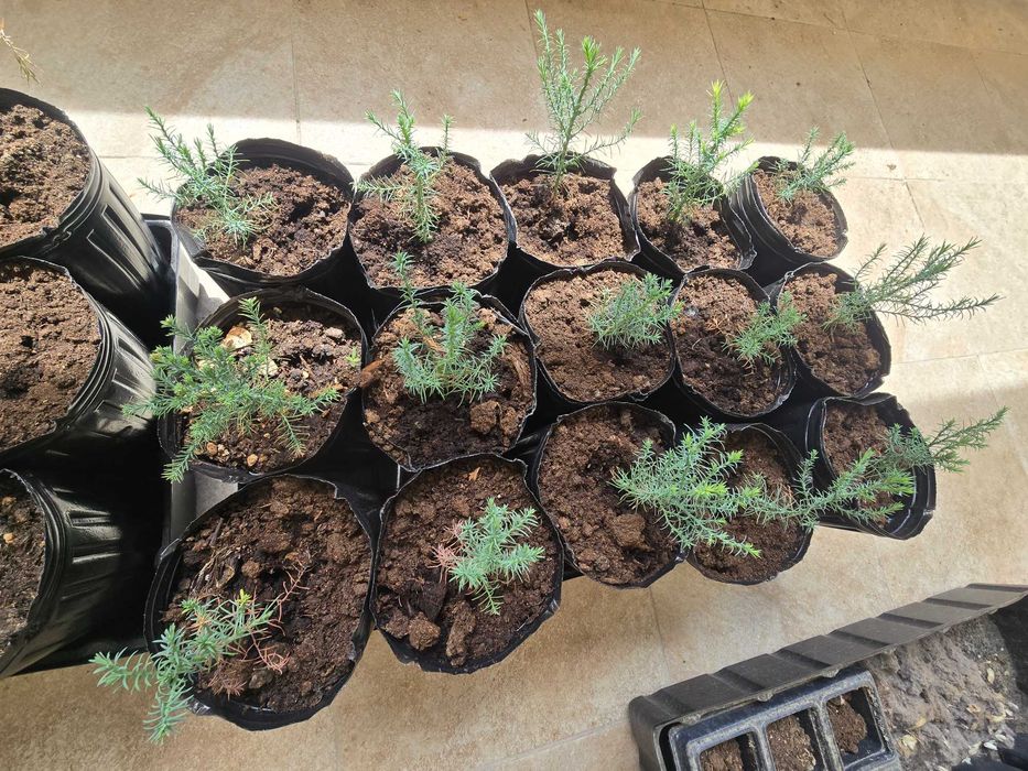 Секвой ( sequoia giganteum, sequoia sempervirens)