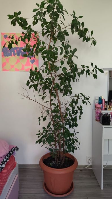 De vanzate ficus