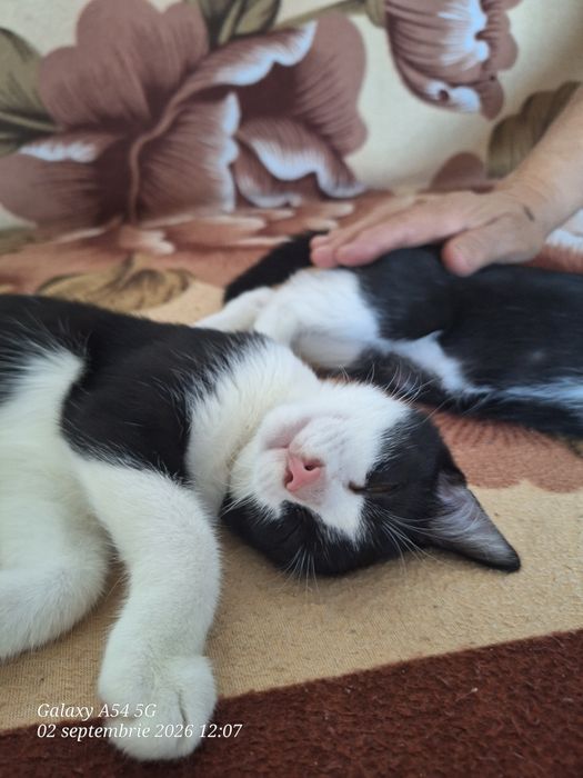 Ofer spre adopție 2 motani și 2 fetițe