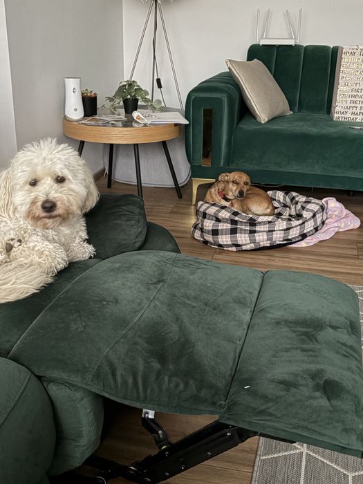 PetHotel Premium, servicii de cazare animale, caini