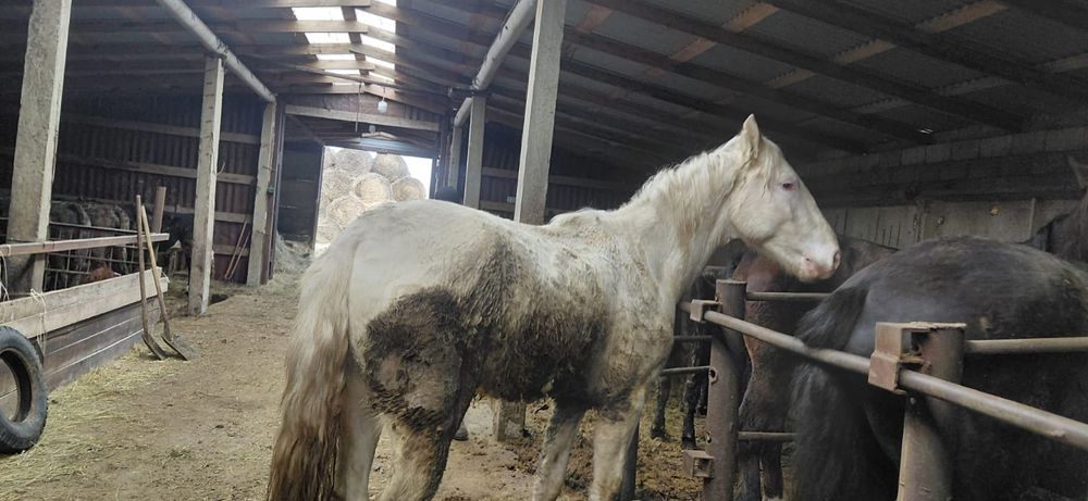 Жеребец 3 года объезжен чисто белый