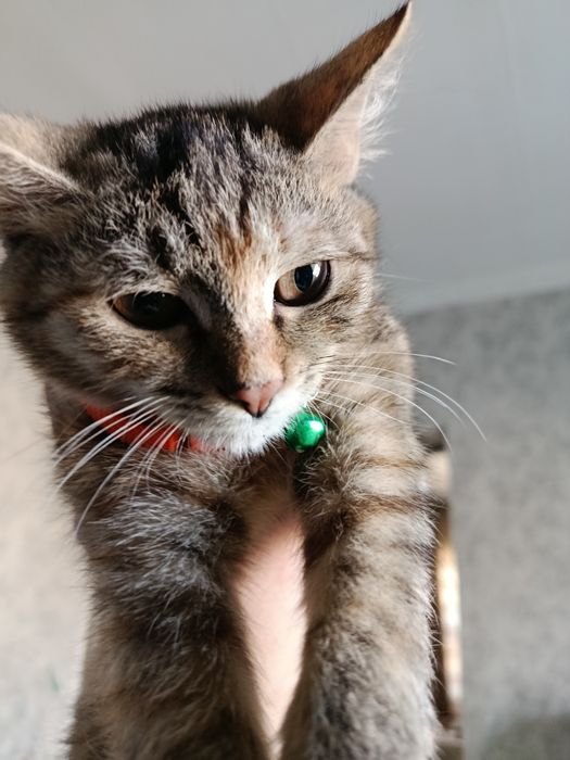 Котенок девочка 5 мес