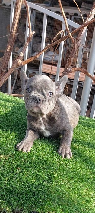 Малыши французики