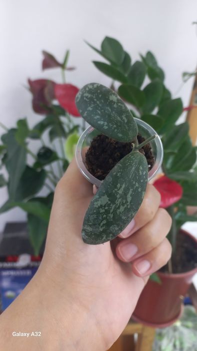 Коллекционная Хойя Сигиллатис, укарененный росток