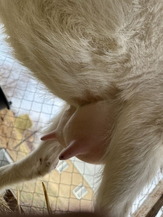 Заненский коза.занен ешкі