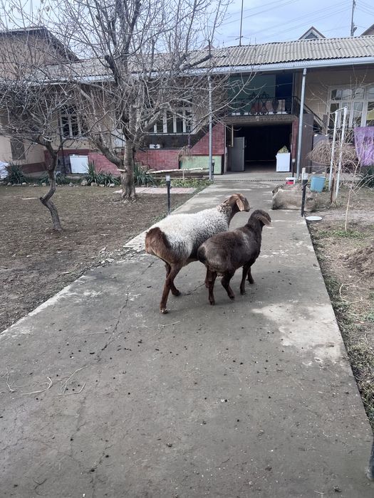 Ona bola quy qornidayam bolasi bor