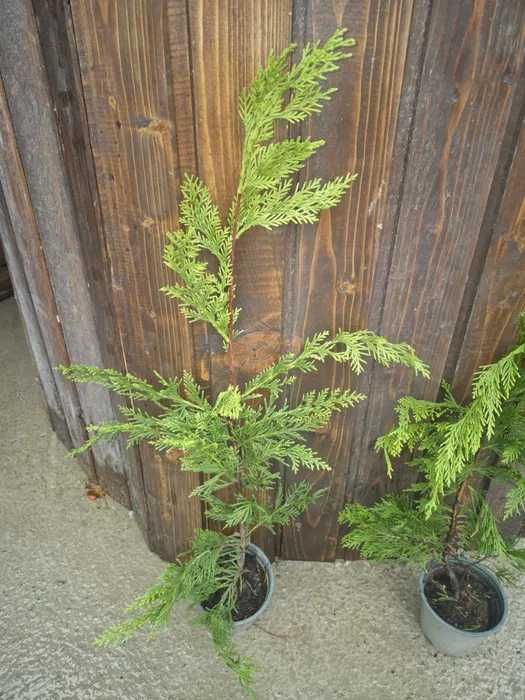 Leylandii 70cm (cel mai mic pret de pe piata)