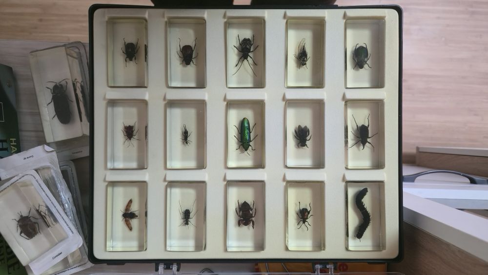 Продам коллекцию насекомых