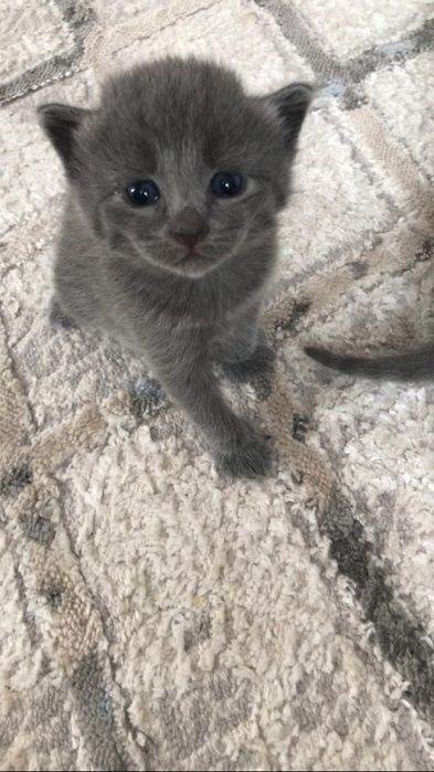 Продам кошек Алматы