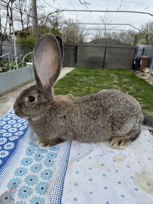 Vand Femela Urias German