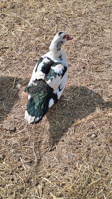 Rațe mute de vânzare