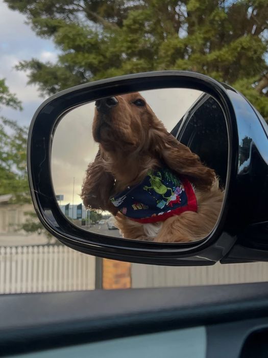 Кокер шпаньол момченце  карамел родословен баща