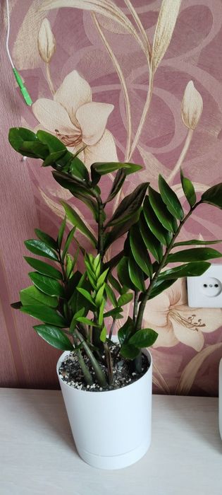 Продам цветы. Замиокулькас/долларовое дерево