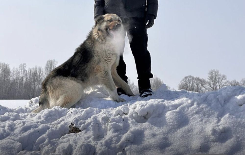 Отдам собака мальчик