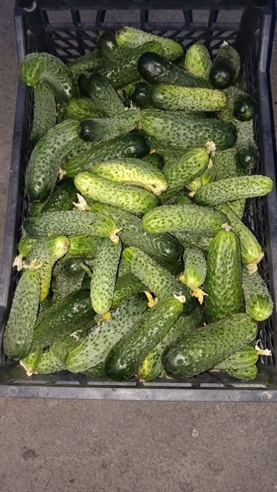 Огурцы дачные 500