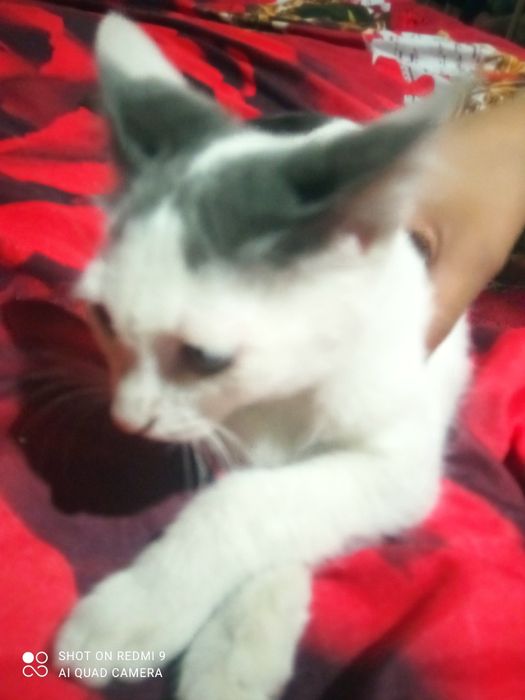 Кошка Касабланка