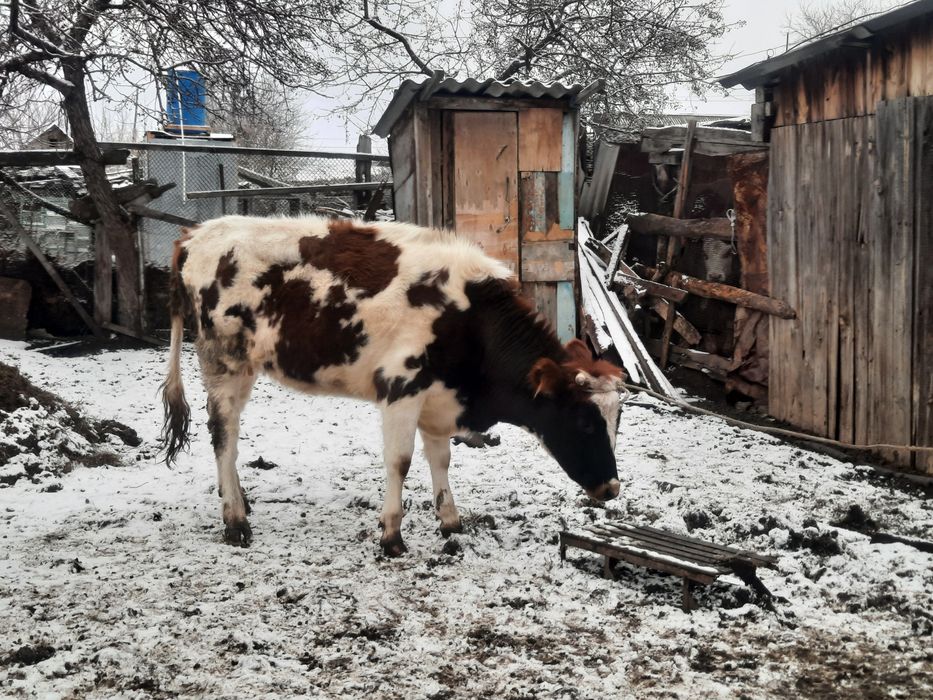 Продам тёлка 1,5года на мясо тоже можноо