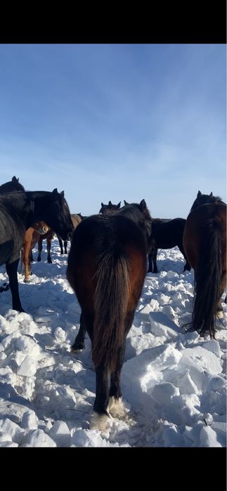 Жеребята тяжики