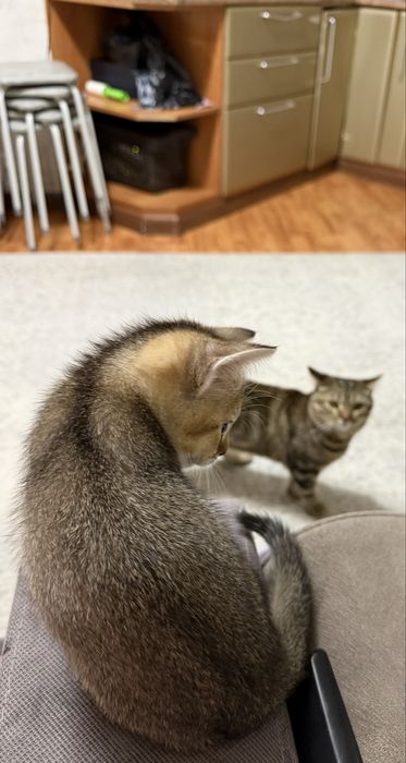 Продам британских милых котят