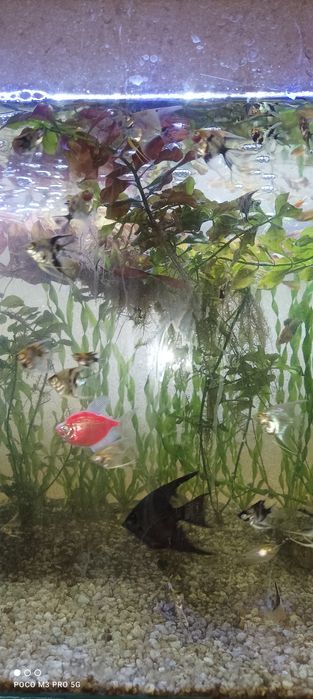Продаю рыбки и растения