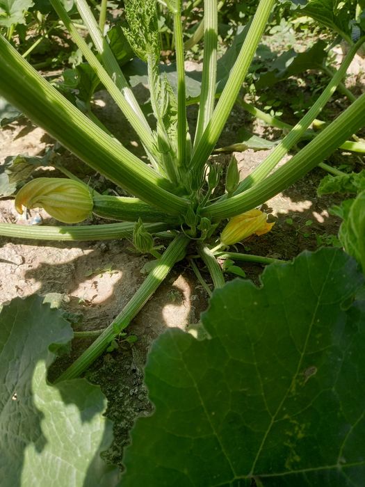 Продам дачу (зимний вариант)