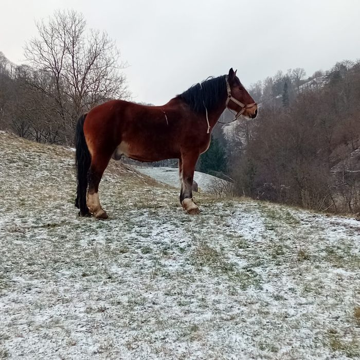 Cal de vânzare bună de ham acest orice proba
