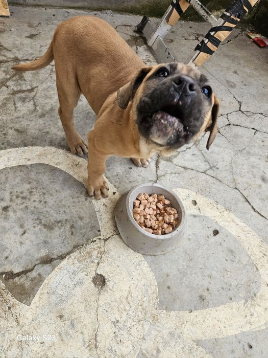 Кане корсо куче на 3 месеца