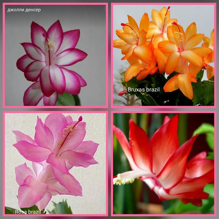 Распродажа Шлюмбергеры Декабристы