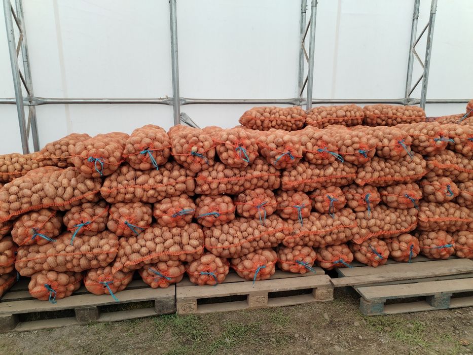 Cartofi Marabell 1, 1consum, sămânță Bellarosa 0.60 lei/kg