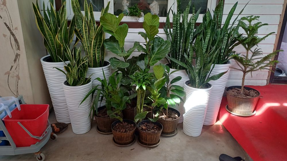 Цветы комнатные растения