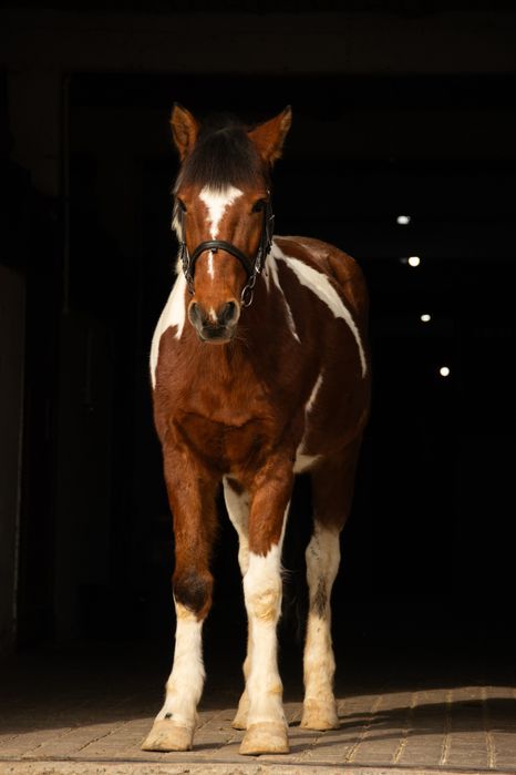 Полукровыный пони