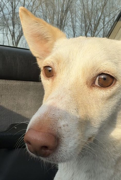 Бэлла ищет себе хозяина