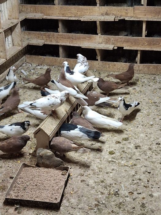 Пазарджишки гълаби