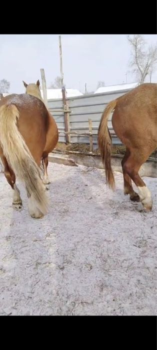 Продам кобылы тяж