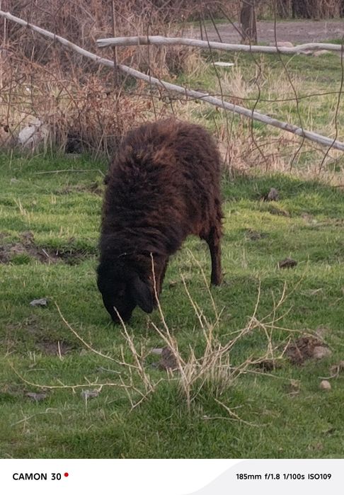 кузилар сотилади