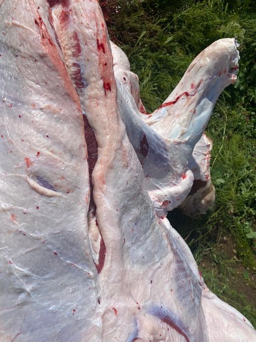 Продам мясо говядина с откорма