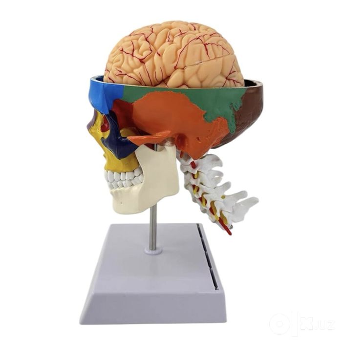 Муляж Model Mulyaj Макет Анатомические Муляжи Maket Скелет Макеты