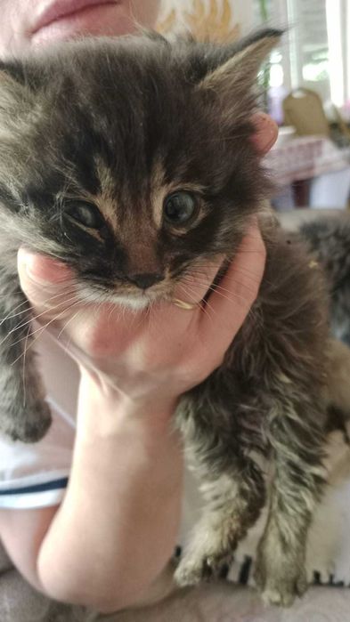 В добрые руки котят