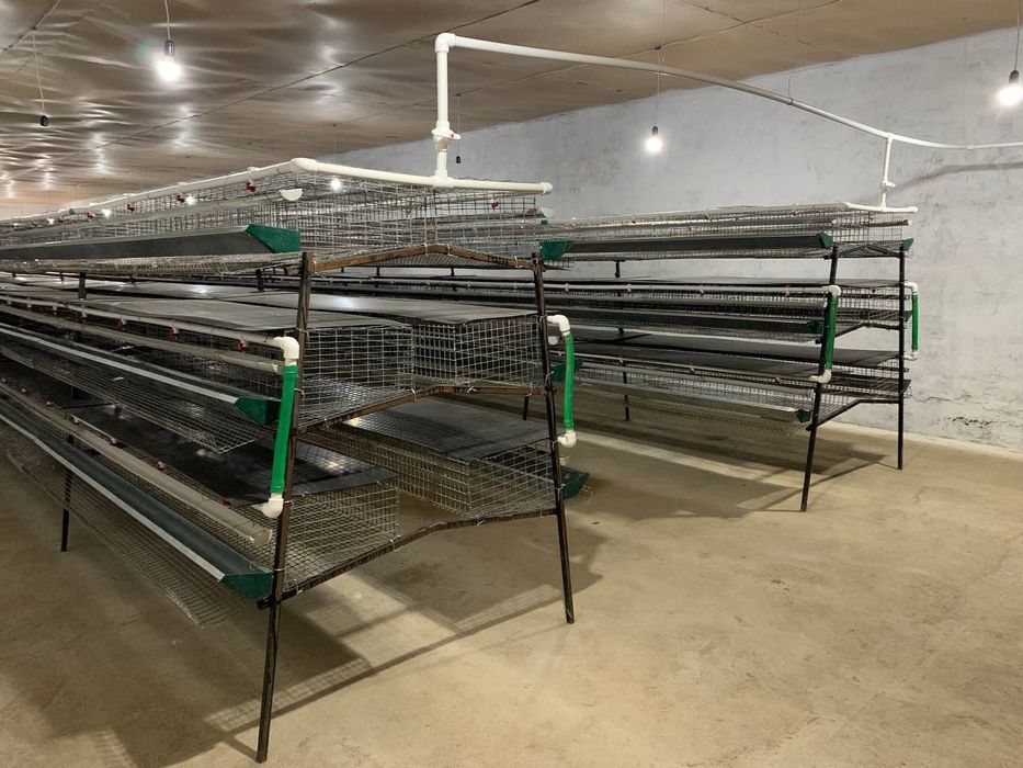 Bedanachilik Samarqand