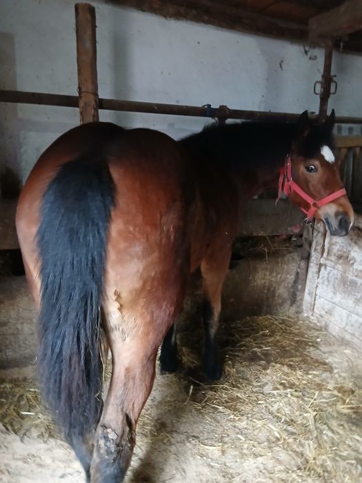 Mânză disponibilă