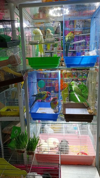 Попугаи крупных видов в рассрочку