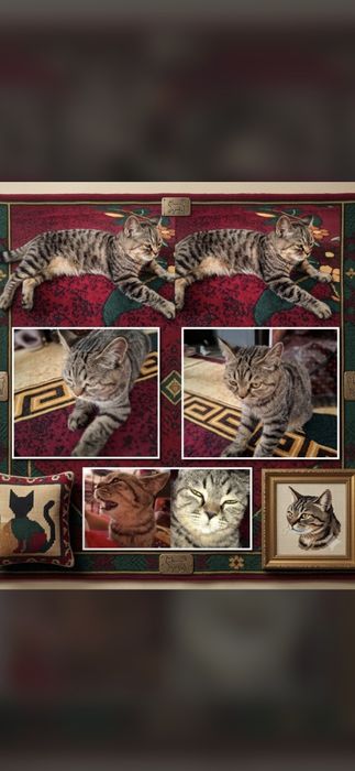 Mushuk, Котёнок. Skottish Strayt. Скоттиш Страйт