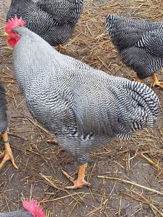 Cocoși Plymouth Rock Barat
